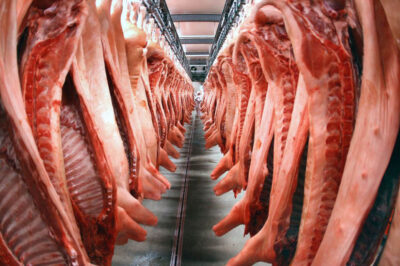 cella frigorifera carne suina