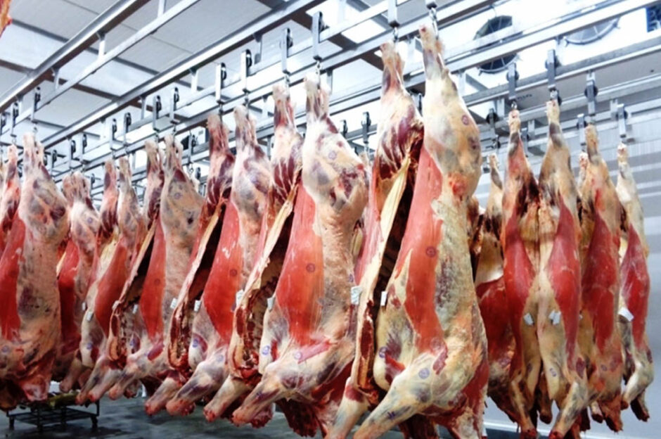 cella frigorifera raffreddamento rapido carne bovino