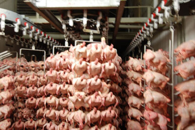 impianti frigoriferi celle raffreddamento rapido carne avicolo