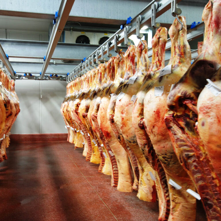 Celle frigorifere per l'industria della carne